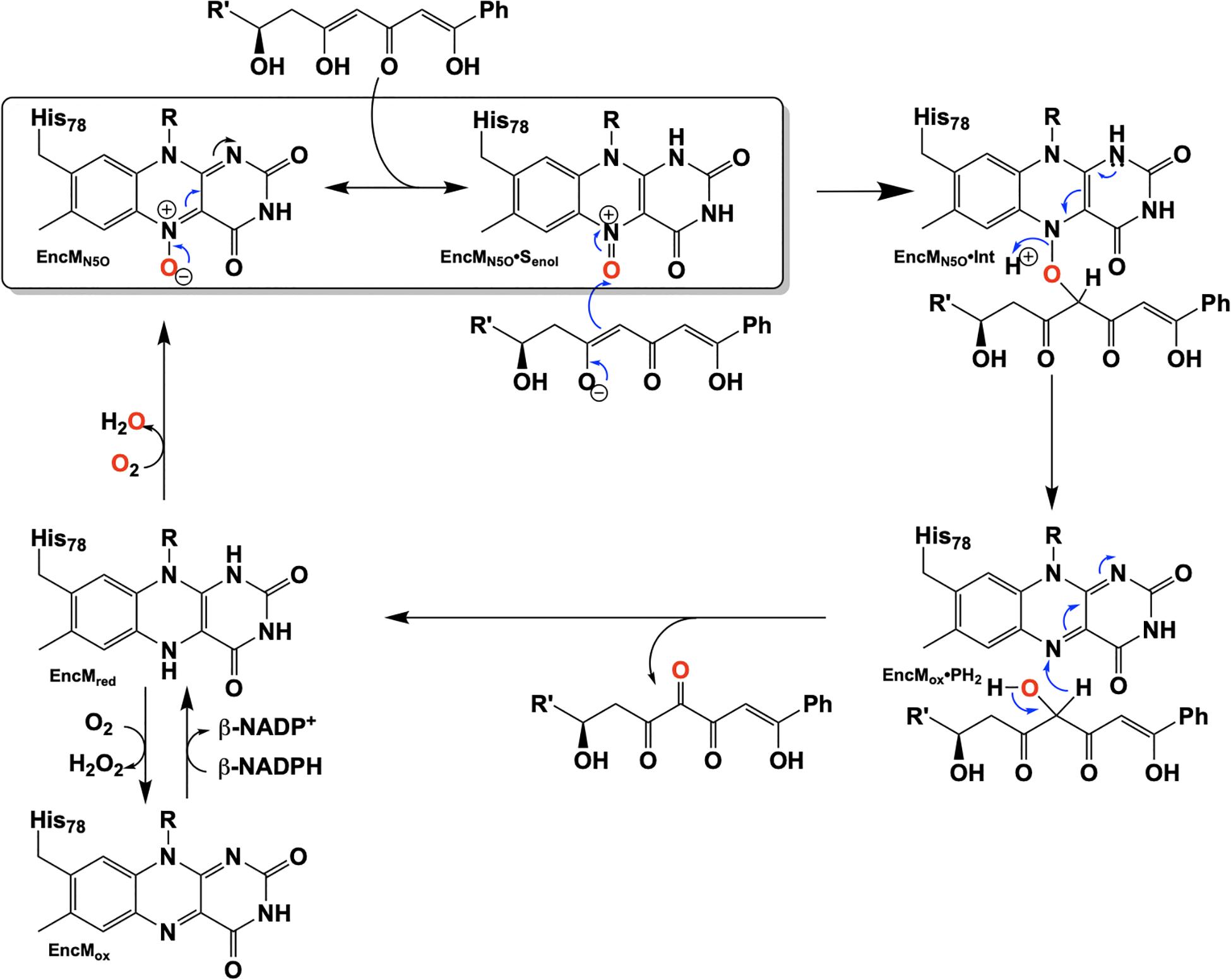 Frontiers N5 Is The New C4a Biochemical Functionalization Of Reduced Flavins At The N5 Position Molecular Biosciences