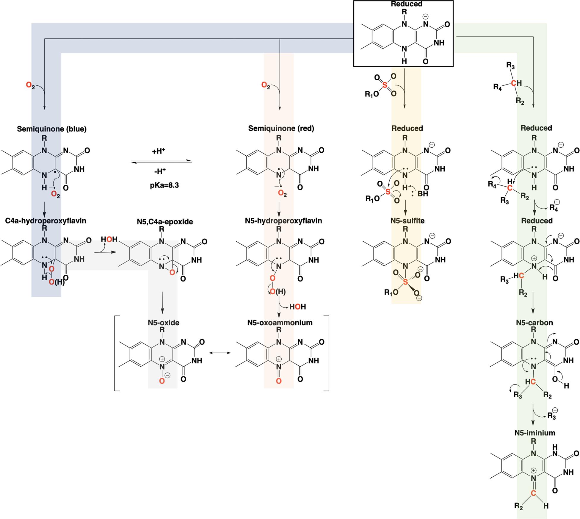 Frontiers N5 Is The New C4a Biochemical Functionalization Of Reduced Flavins At The N5 Position Molecular Biosciences