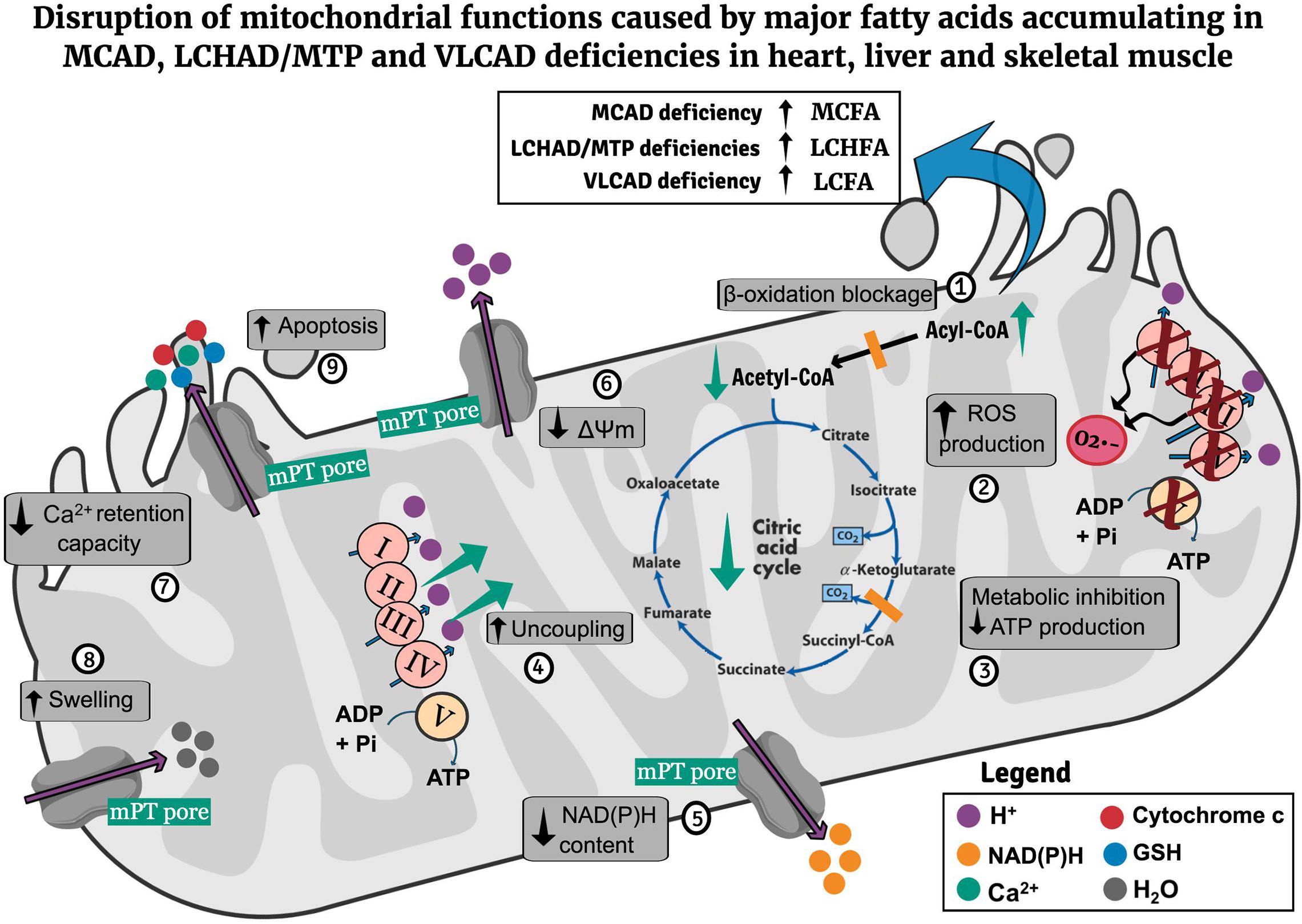 Fatty acid oxidation pathway control state - Bioblast