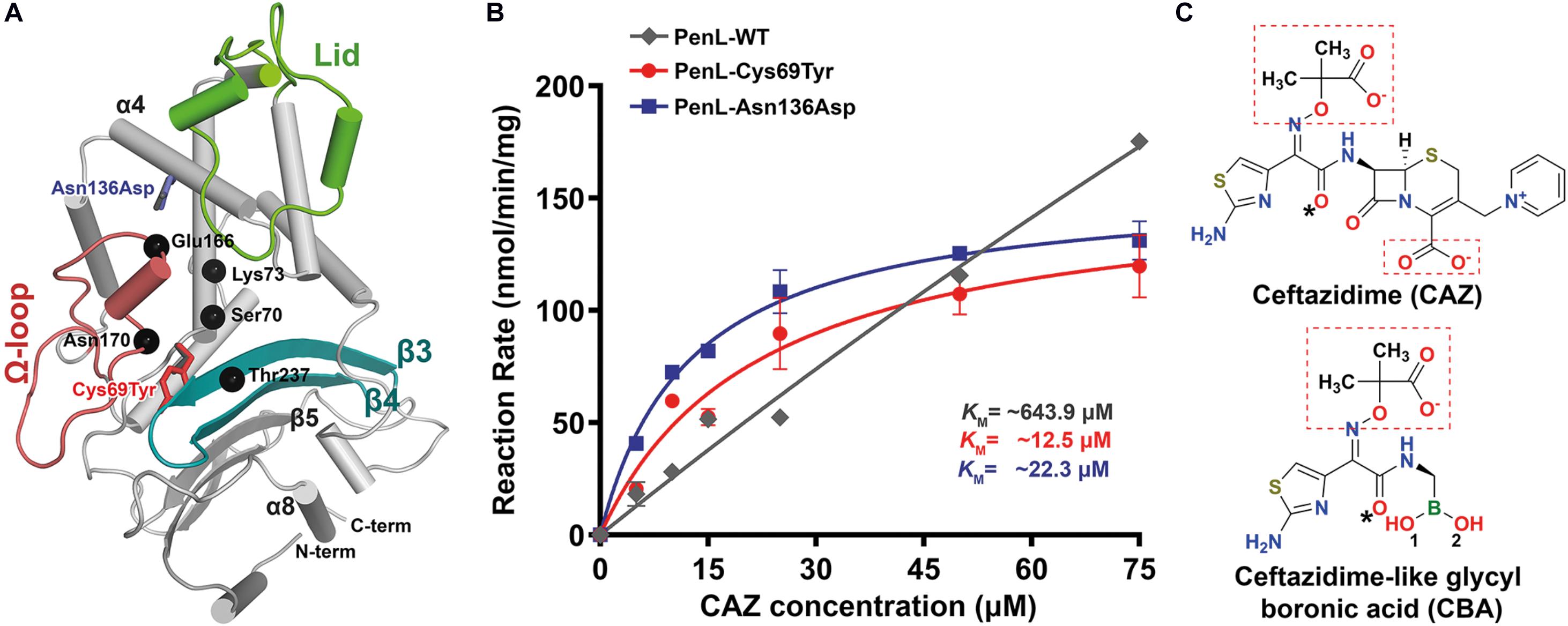 Frontiers  A Review of SHV Extended-Spectrum β-Lactamases