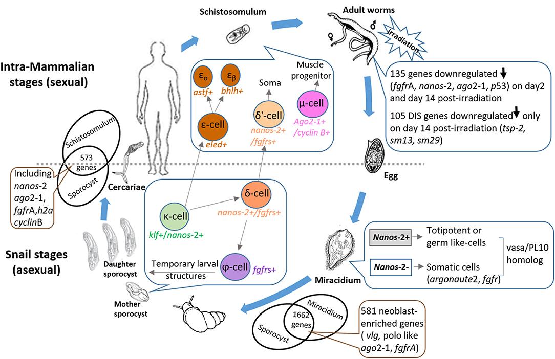 Life cycle of S. mansoni , illustrating the collection points for in