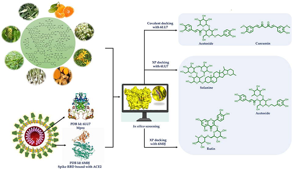 Therapeutic applications of mushrooms and their biomolecules along with a  glimpse of in silico approach in neurodegenerative diseases - ScienceDirect