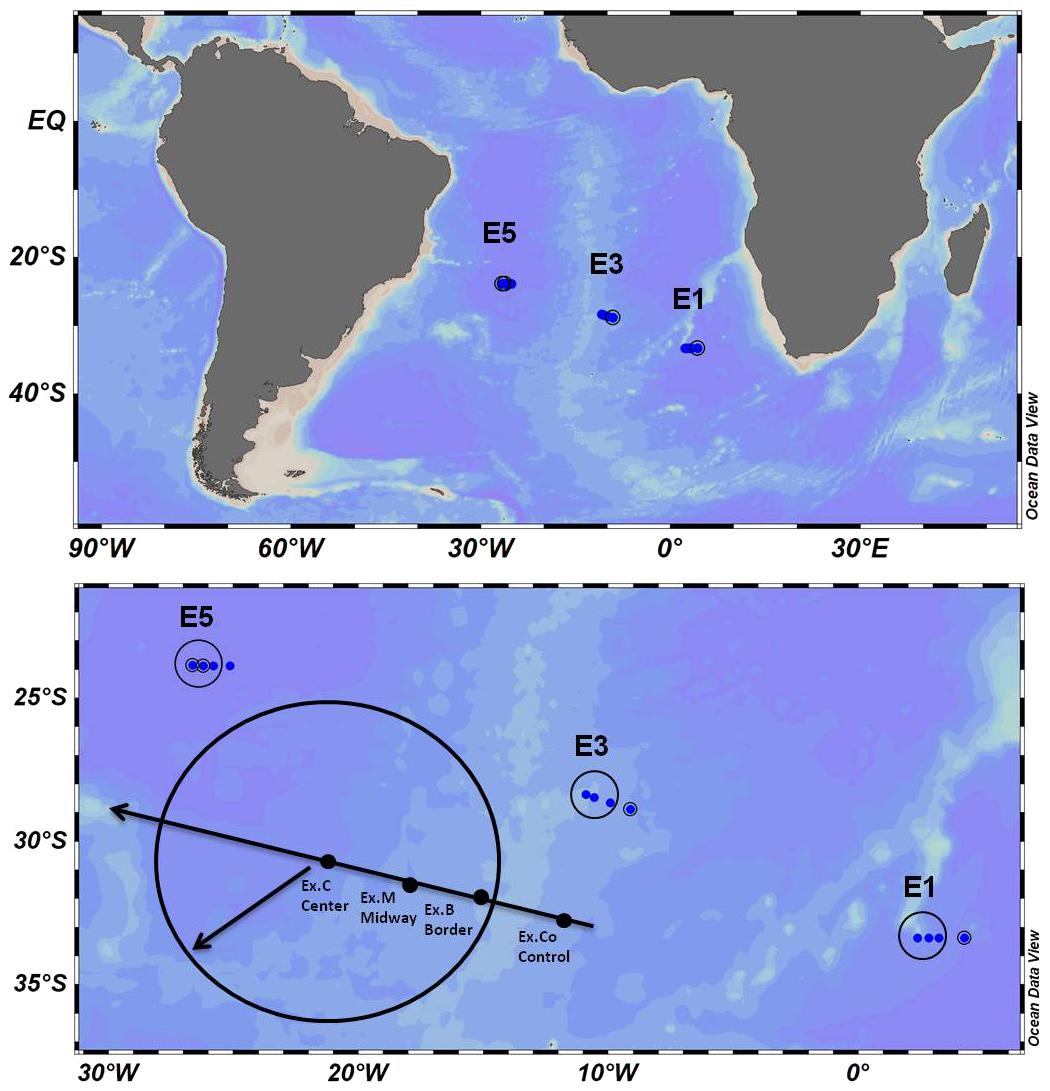 Frontiers Is Oligotrophy An Equalizing Factor Driving Microplankton Species Functional Diversity Within Agulhas Rings Marine Science