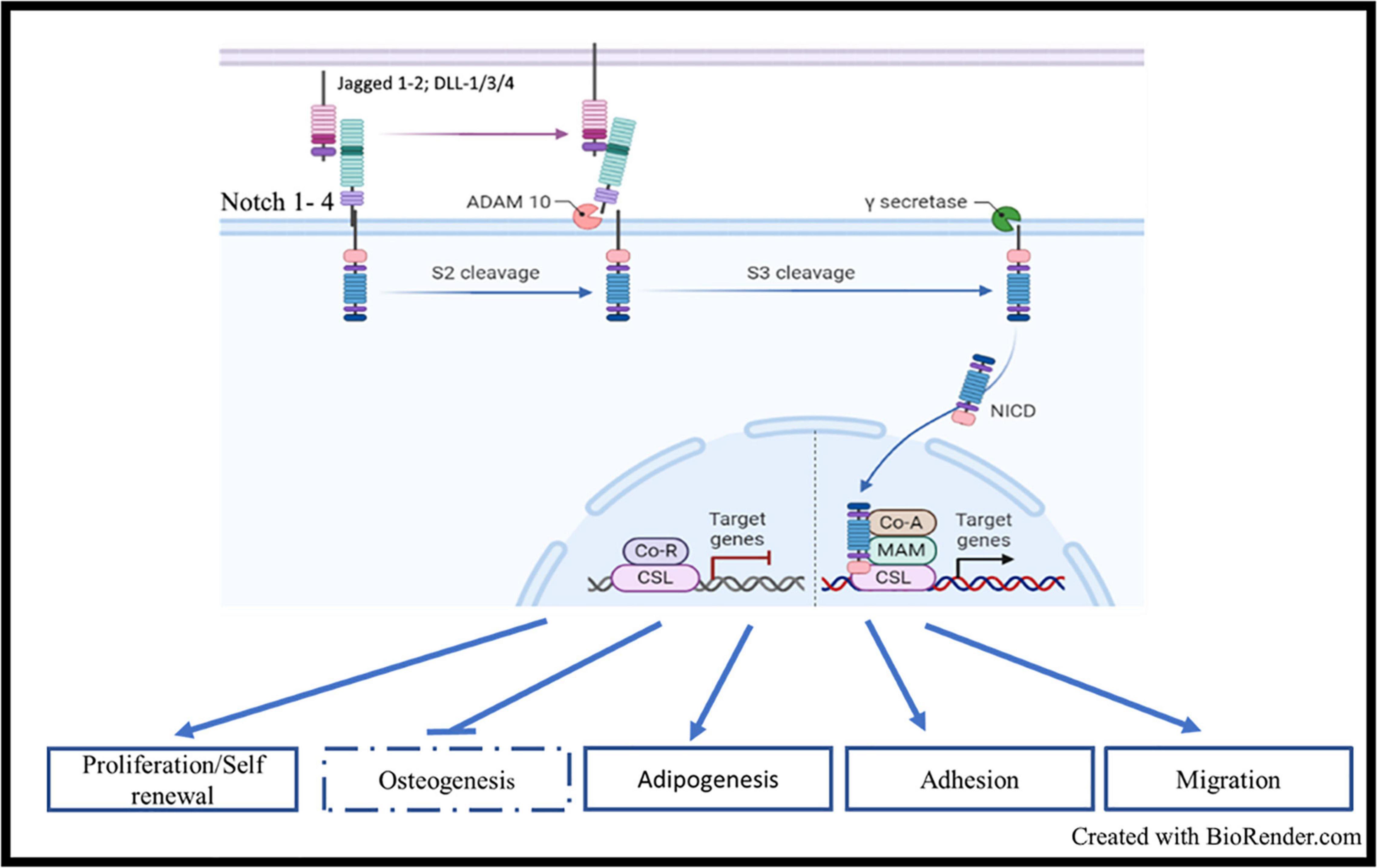 Frontiers The Role Of Notch And Wnt Signaling In Msc Communication In Normal And Leukemic Bone Marrow Niche Cell And Developmental Biology