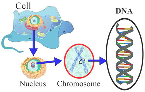 Figure 1 - The cell’s membrane and the nucleus containing the DNA.