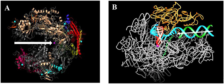 Figure 2 - The structure of the RNA polymerase II enzyme before and during transcription.