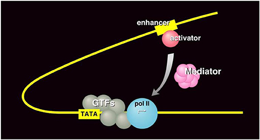 Figure 3 - RNA polymerase II transcription machinery.