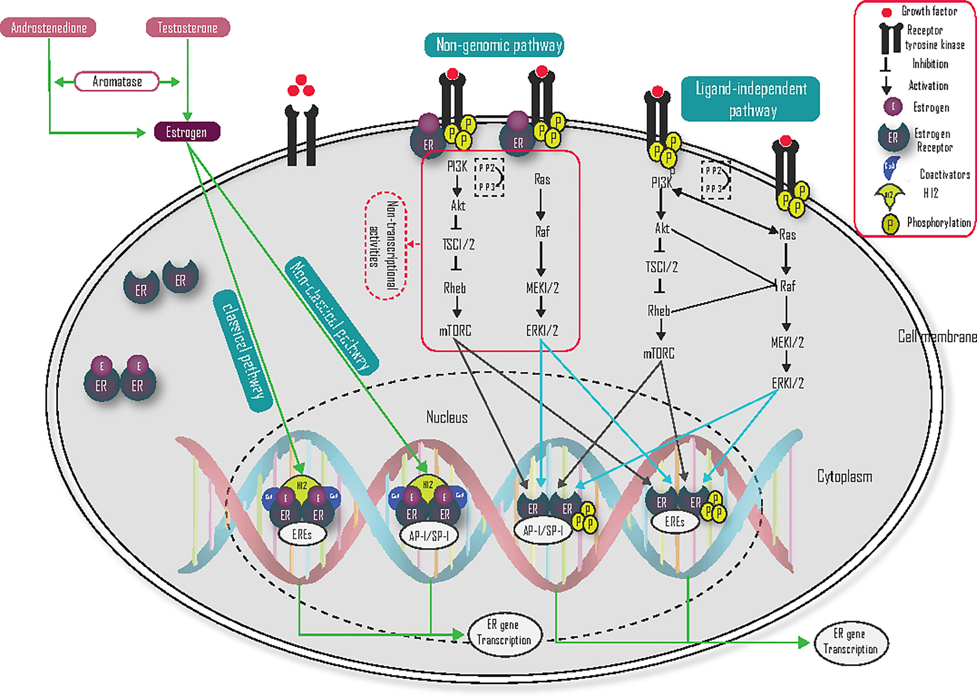 Frontiers Molecular Mechanisms Of Endocrine Resistance In Estrogen frontiers-molecular-mechanisms-of-endocrine-resistance-in-estrogen