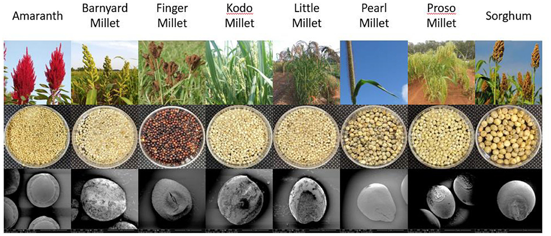 Frontiers | Physical and Structural Characterization of Underutilized  Climate-Resilient Seed Grains: Millets, Sorghum, and Amaranth