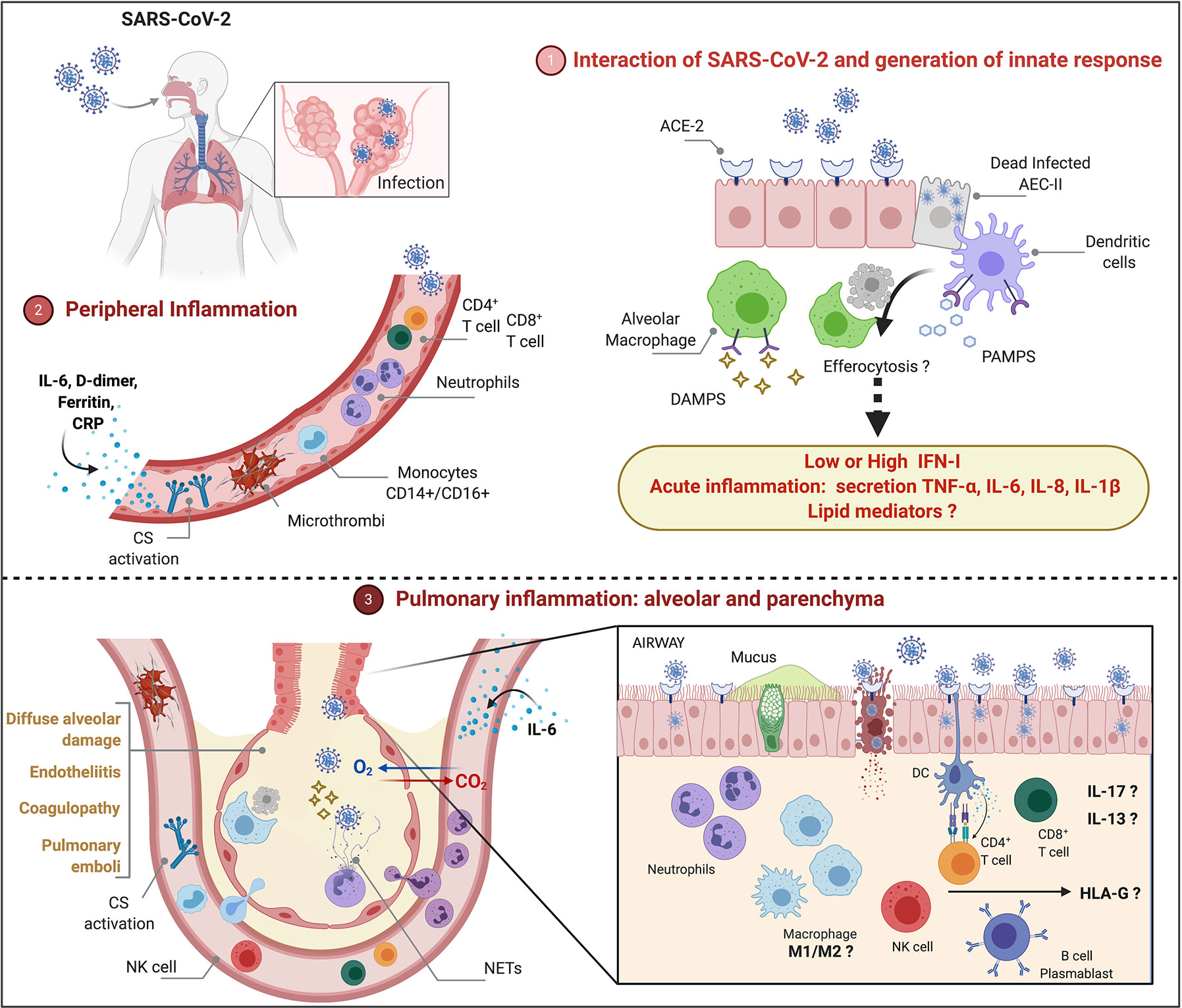 Frontiers COVID-19 Integrating the Complexity of Systemic and Pulmonary Immunopathology to Identify Biomarkers for Different Outcomes
