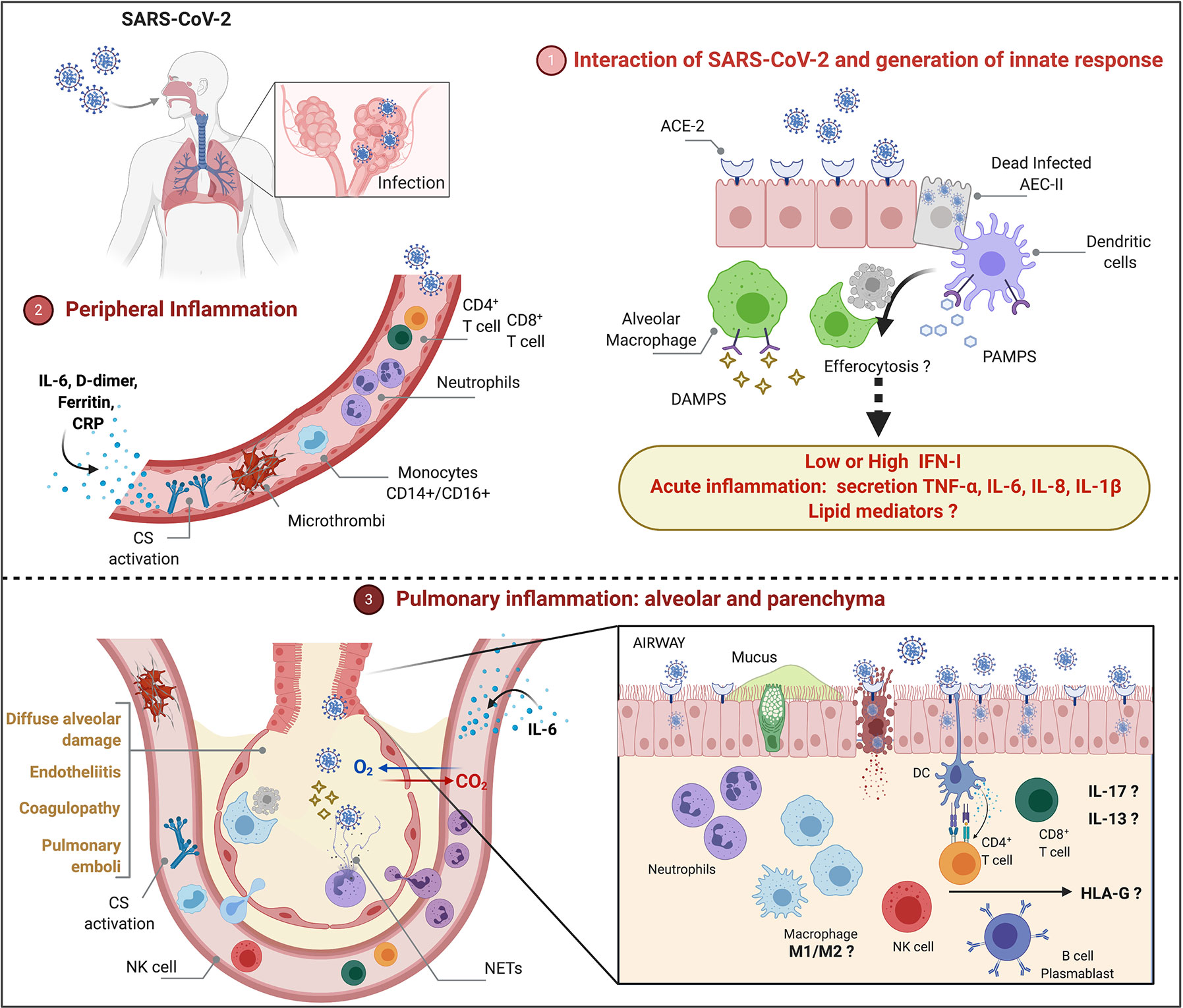 Understanding SARS-CoV-2-Mediated Inflammatory Responses: From Mechanisms  to Potential Therapeutic Tools