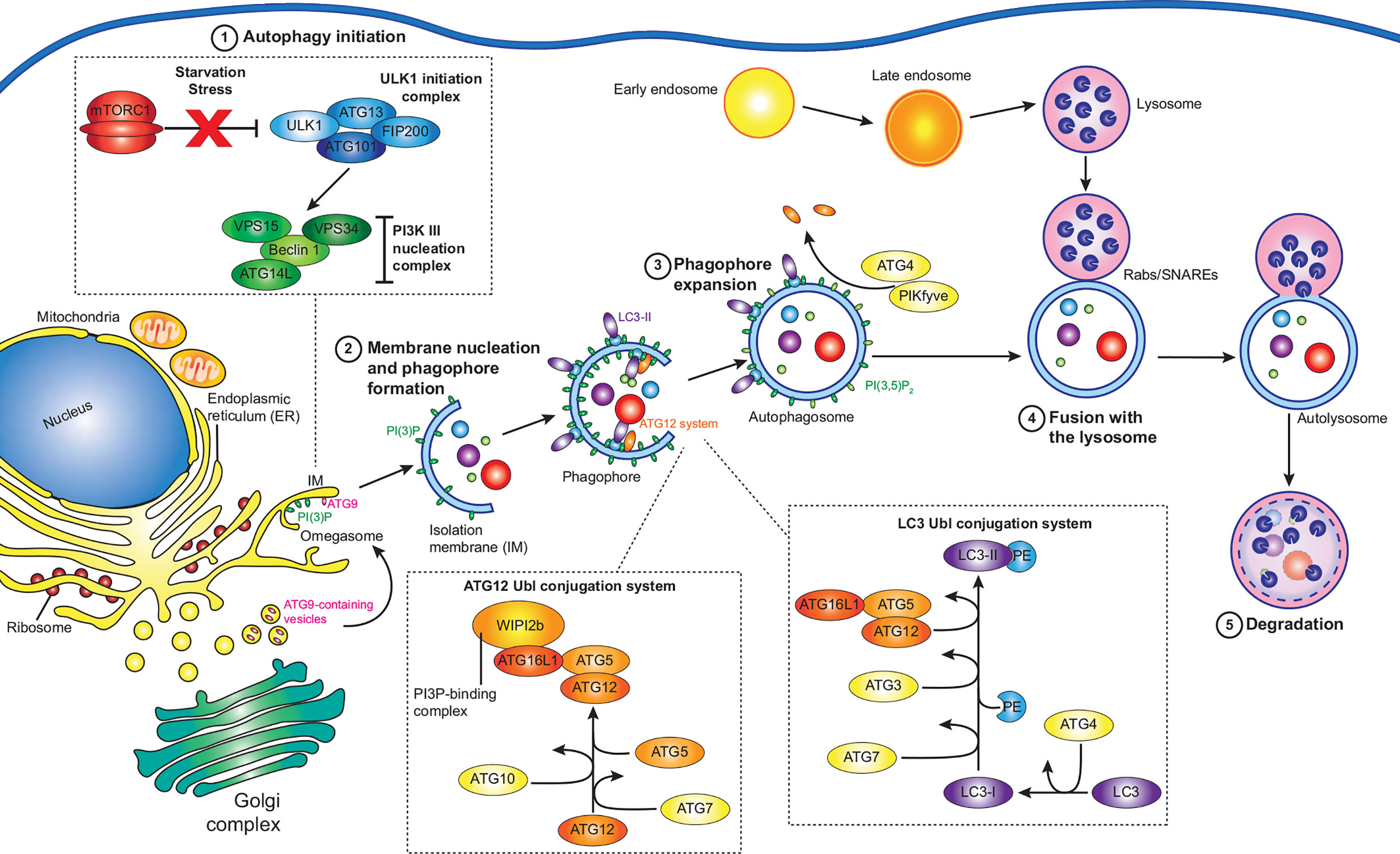 Frontiers Interfering with Autophagy The Opposing Strategies