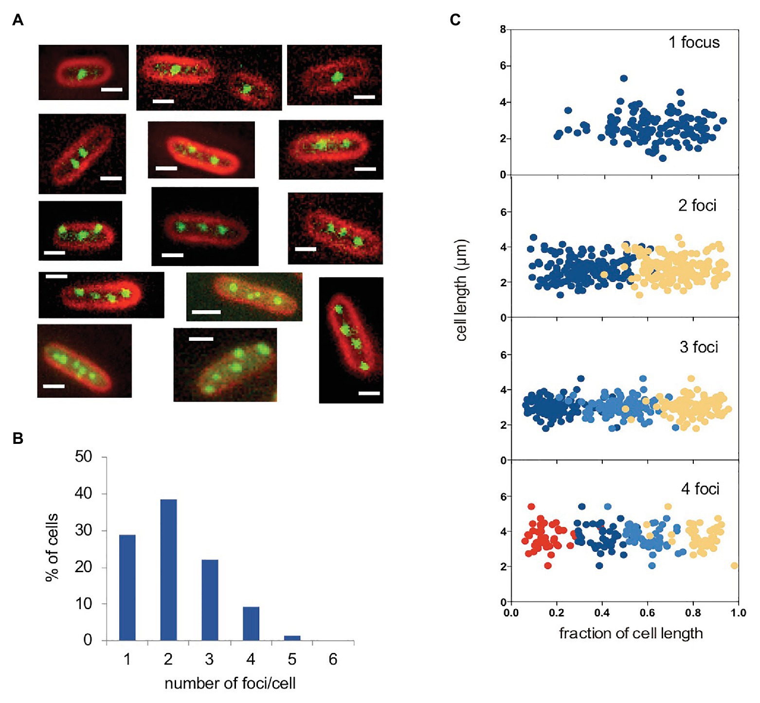 Frontiers Copy Number Heterogeneity In The Virulence Plasmid Of Salmonella Enterica Microbiology