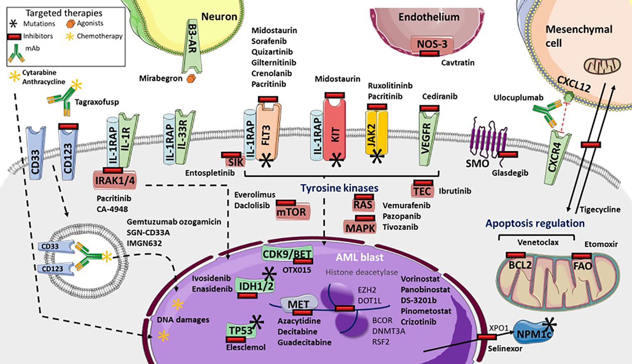 Frontiers Acute Myeloid Leukemia From Biology To Clinical Practices Through Development And Pre Clinical Therapeutics Oncology