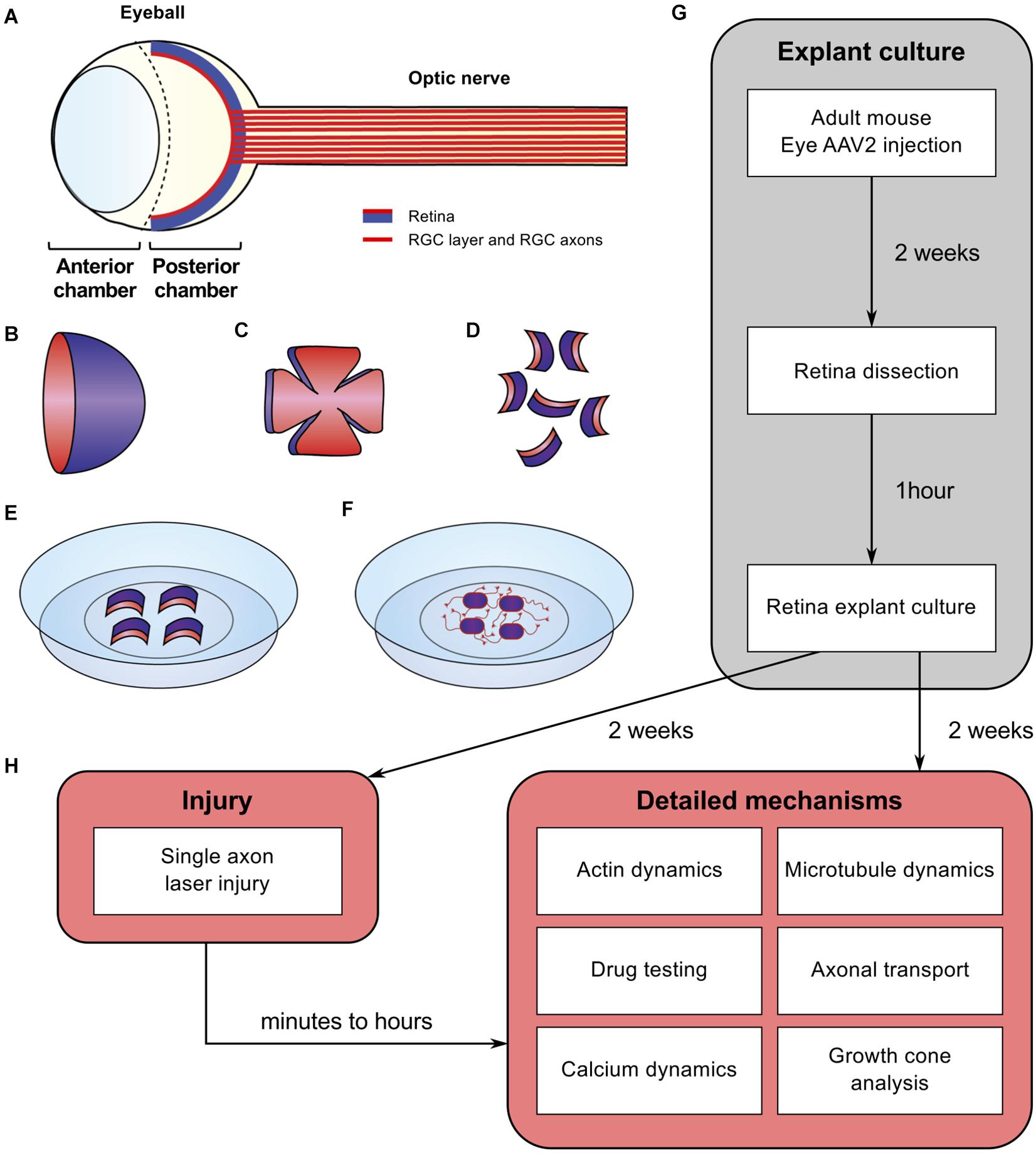 Frontiers  Exploring the Retinal Binding Cavity of