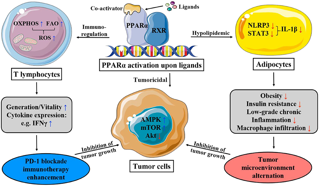 Frontiers | PPAR-\u03b1 Modulators as Current and Potential Cancer ...