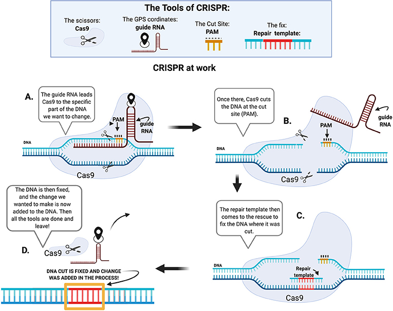 איור 2 - עריכת גנים באמצעות קריספר/Cas9.