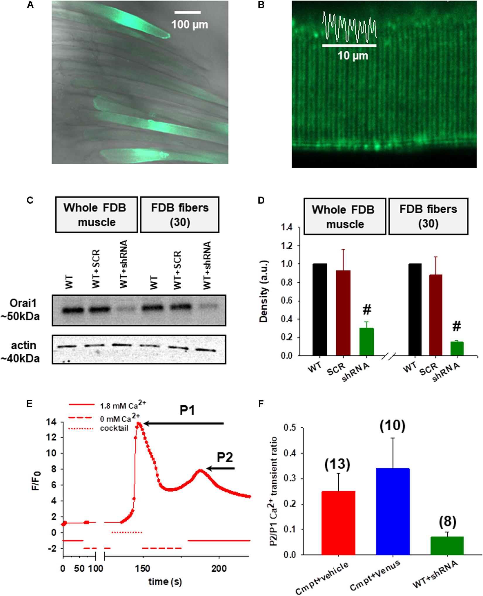 Frontiers The Role Of Orai1 In Regulating Sarcoplasmic Calcium Release Mitochondrial Morphology And Function In Myostatin Deficient Skeletal Muscle Physiology