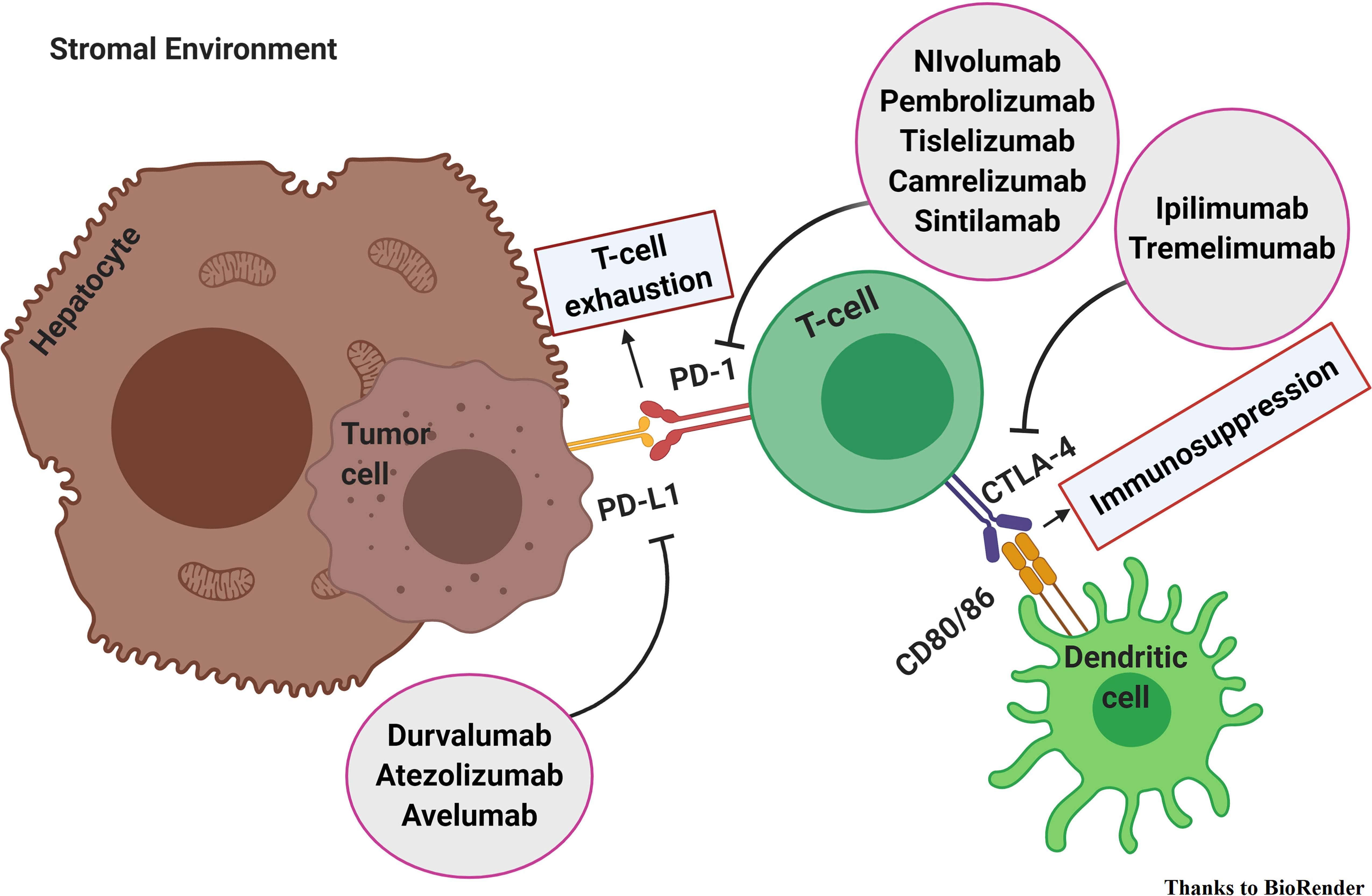 Frontiers Immune Checkpoint Inhibitors In The Treatment Of Hcc