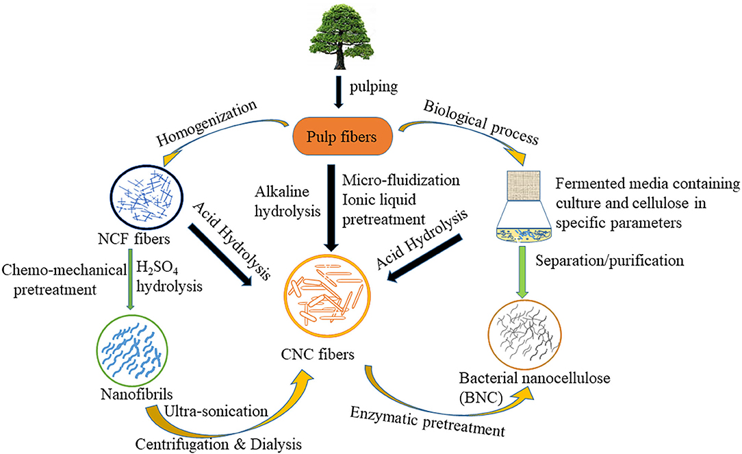 Effect of surface treatment of cellulose fiber (CF) on durability