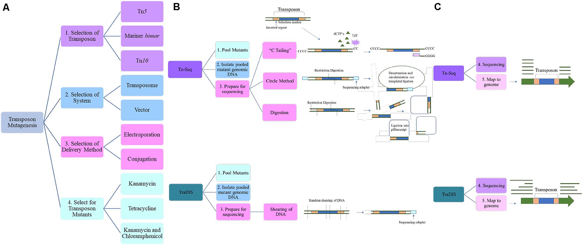 Frontiers Recent Advances In Genetic Tools For Acinetobacter Baumannii Genetics