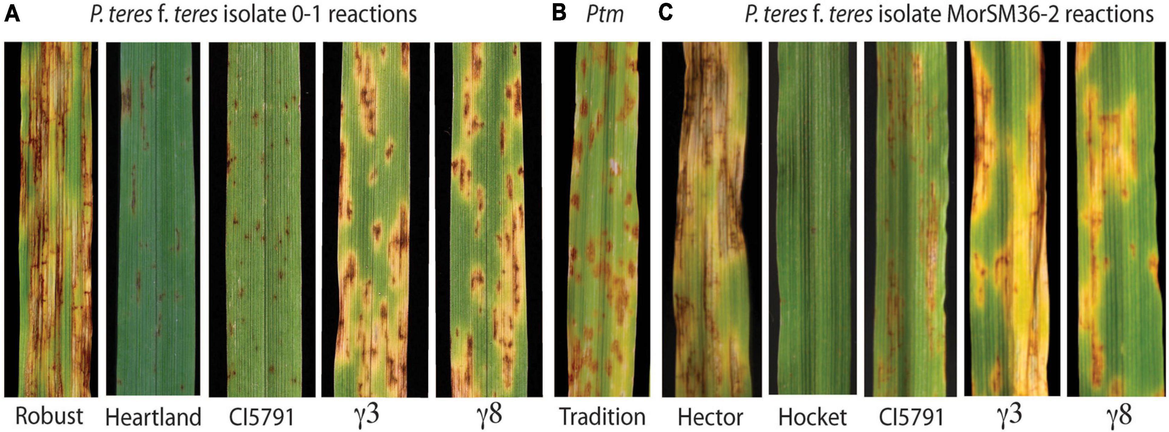 RVA profiles of different samples from four barley cultivars