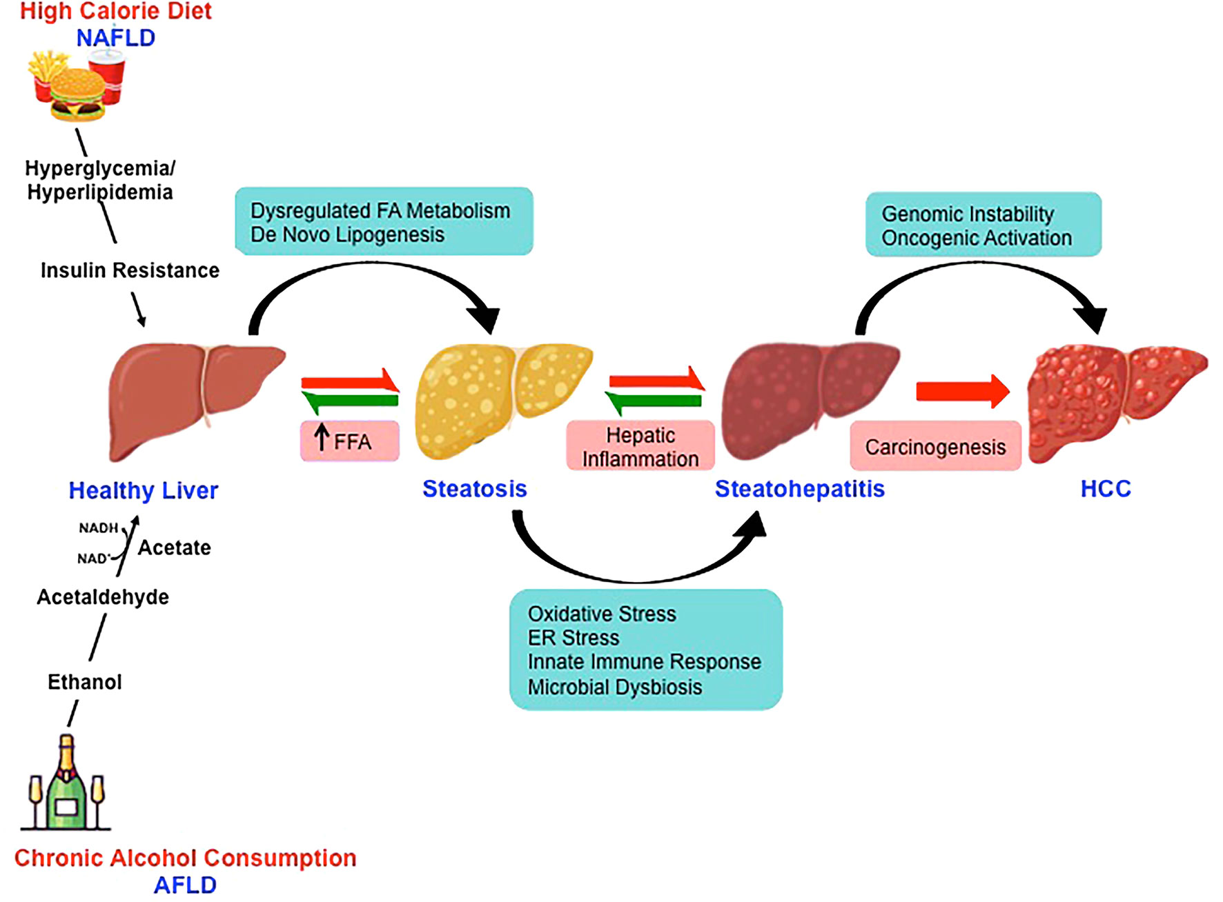 Frontiers | Etiology of Hepatocellular Carcinoma: Special Focus on ...