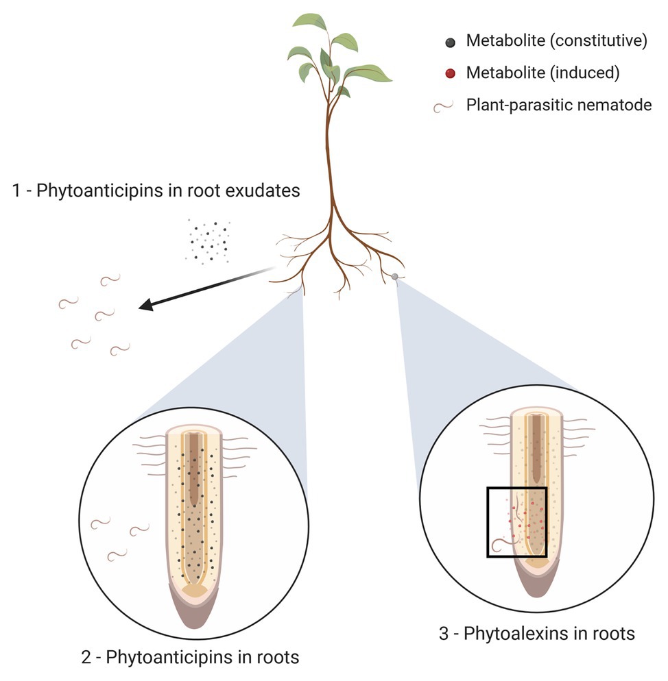 Nematodes - KeyPlex Plant Nutrition