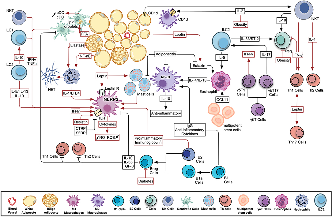 Metabolism of tissue macrophages in homeostasis and pathology