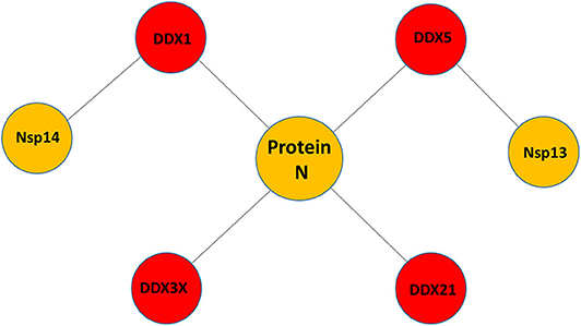 Schematic representations of the architecture of the Rossmann fold. The