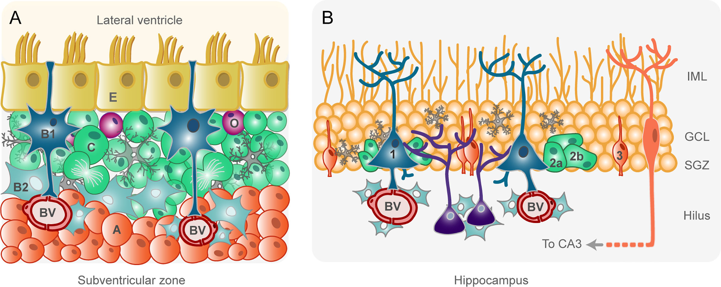 Frontiers To Become Or Not To Become Tumorigenic Subventricular Zone Versus Hippocampal Neural Stem Cells