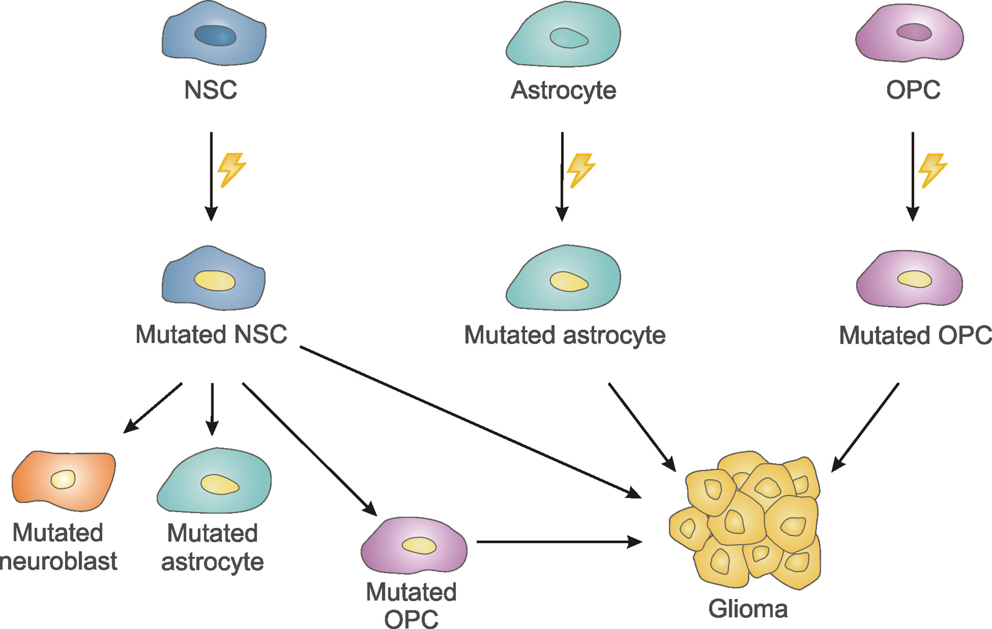 Frontiers | To Become or Not to Become Tumorigenic: Subventricular Zone ...