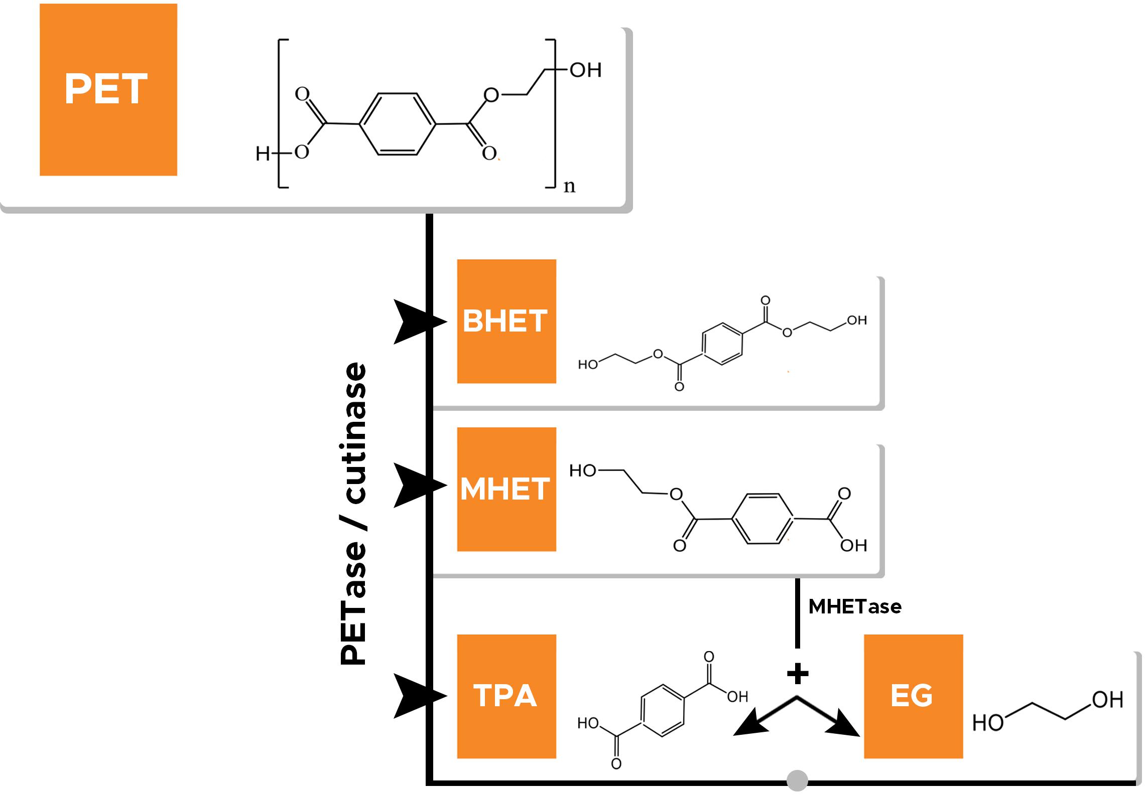 Frontiers Enzymatic Remediation Of Polyethylene Terephthalate Pet Based Polymers For Effective Management Of Plastic Wastes An Overview Bioengineering And Biotechnology