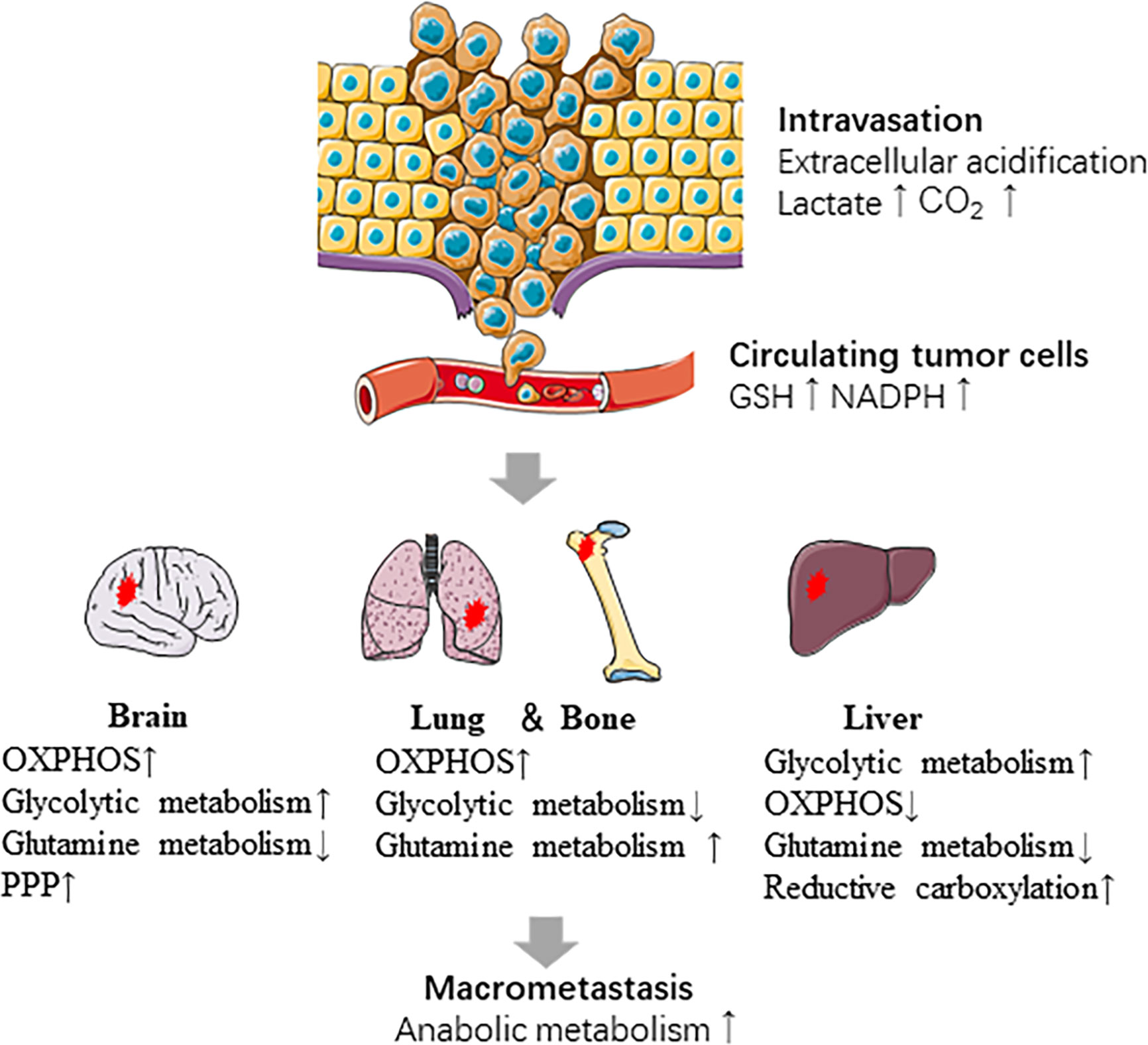 Frontiers The Metabolic Mechanisms Of Breast Cancer Metastasis Oncology