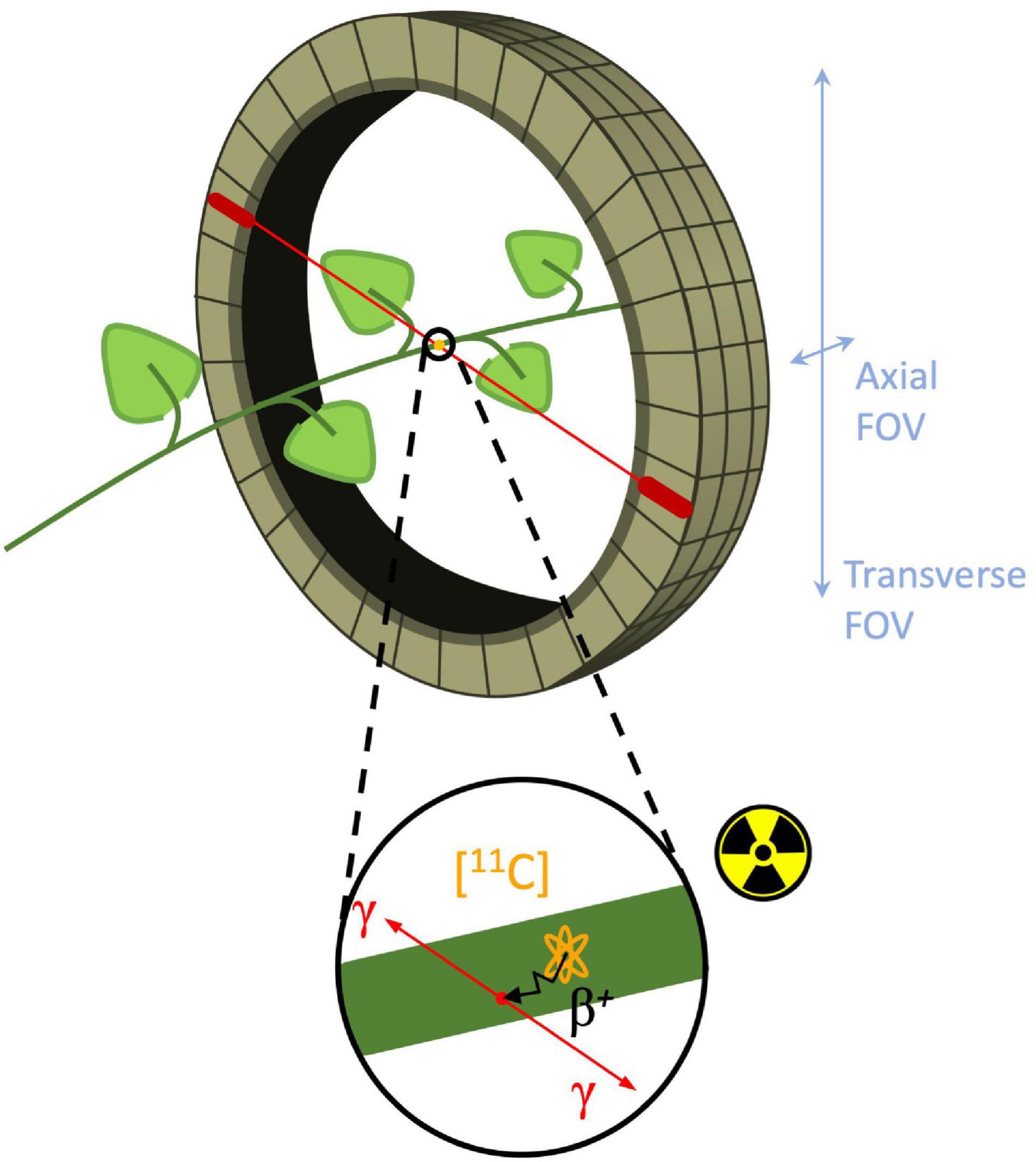 plant imaging