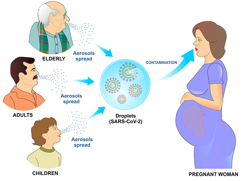 Frontiers Susceptibility to COVID-19 in Pregnancy, Labor, and Postpartum Period Immune System, Vertical Transmission, and Breastfeeding