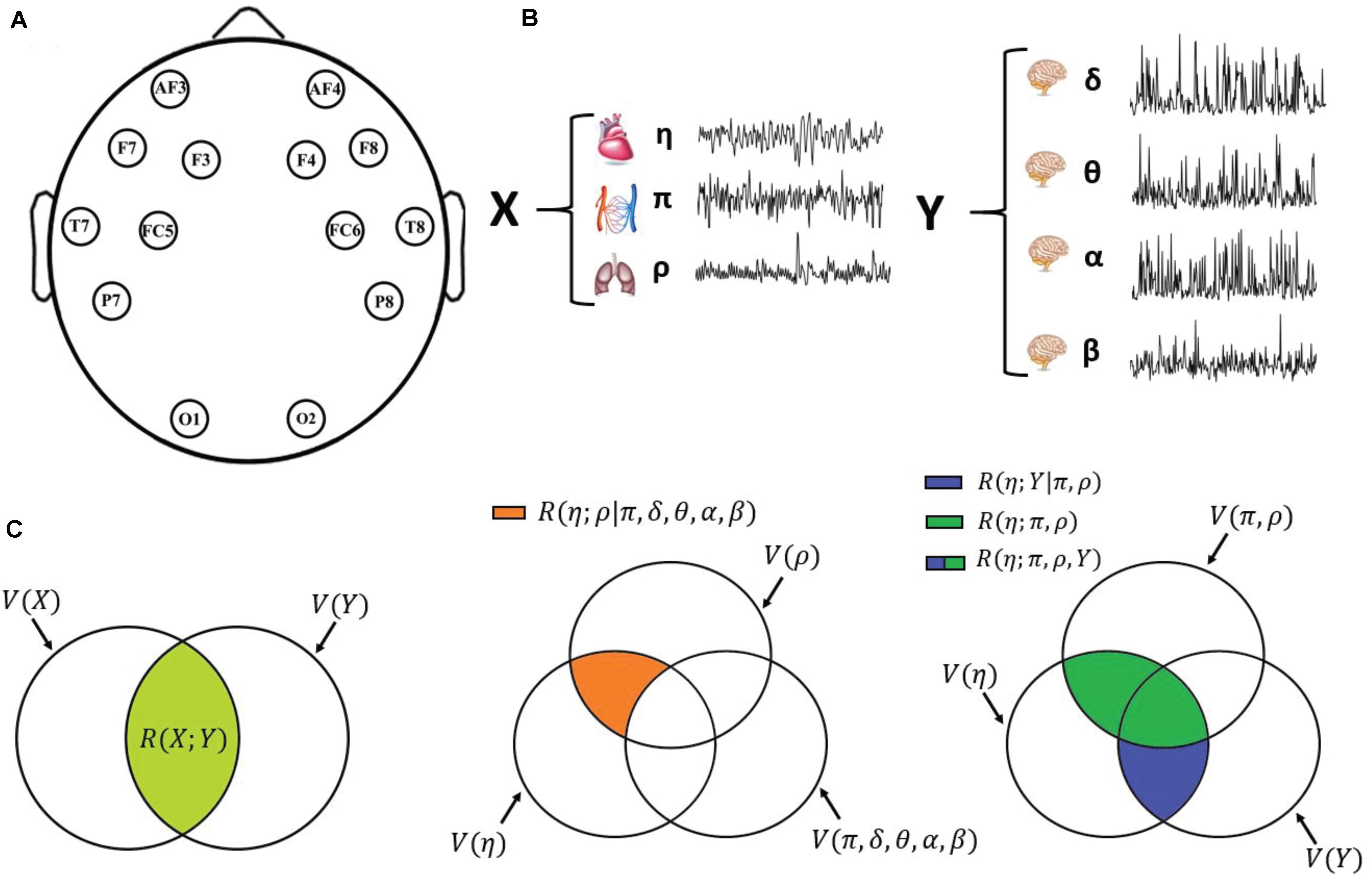 Frontiers Multivariate Correlation Measures Reveal Structure And Strength Of Brain Body Physiological Networks At Rest And During Mental Stress Neuroscience