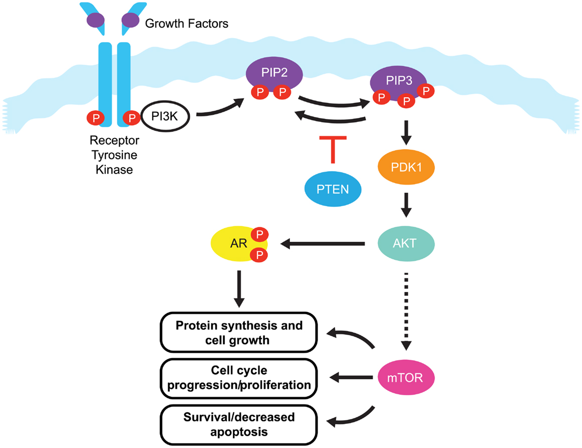 pip3 pathway