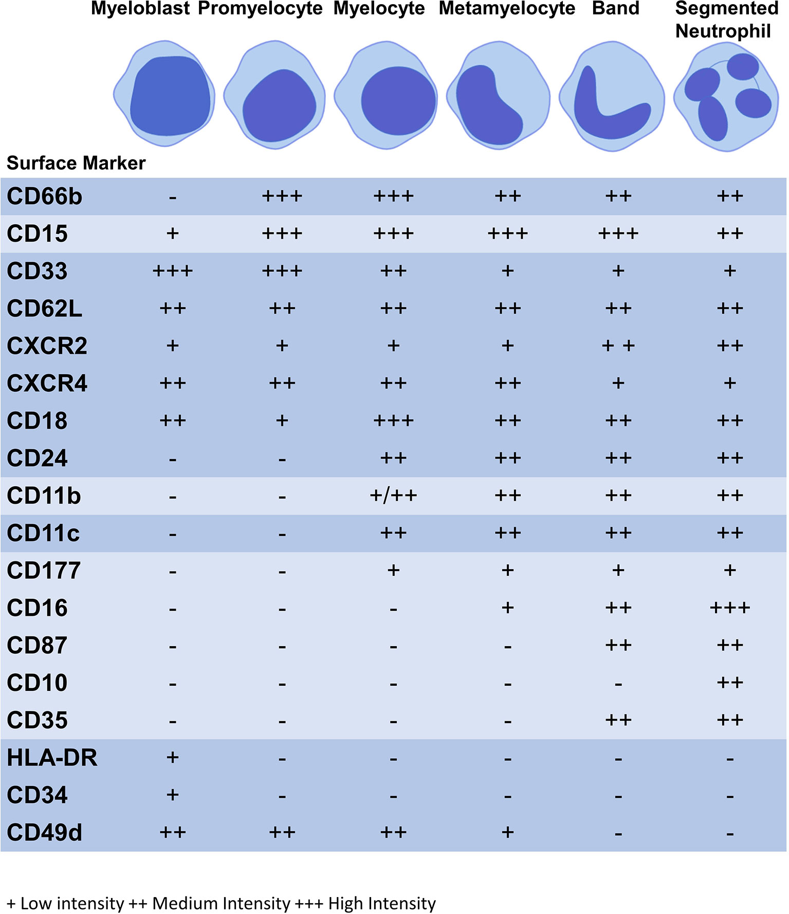 Granulocytes High