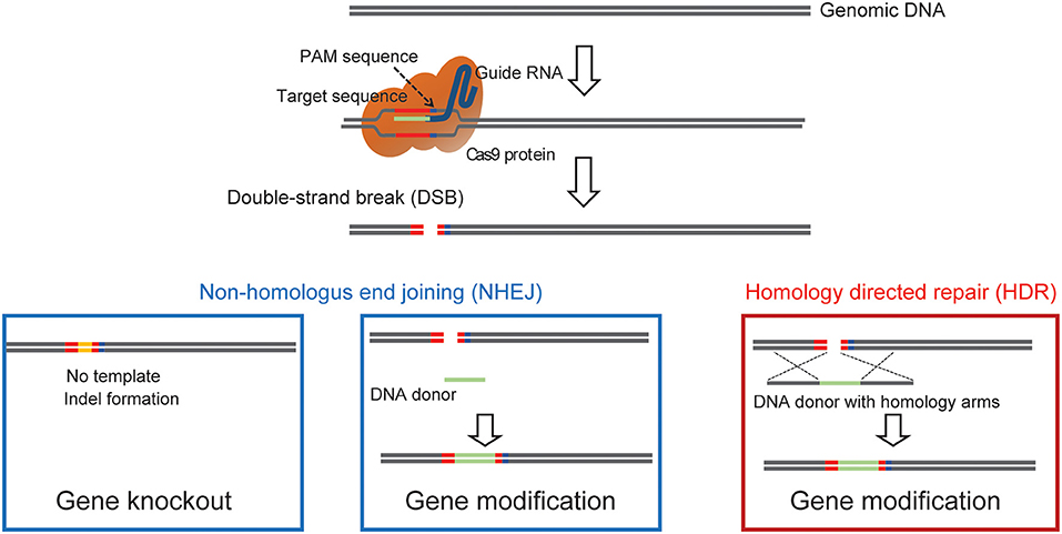 More Evidence of the Dangers of CRISPR: Stop Playing God with Human Genes -  Breakpoint