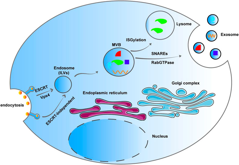 Frontiers The Role Of Exosomal Non Coding Rnas In Coronary Artery Disease Pharmacology