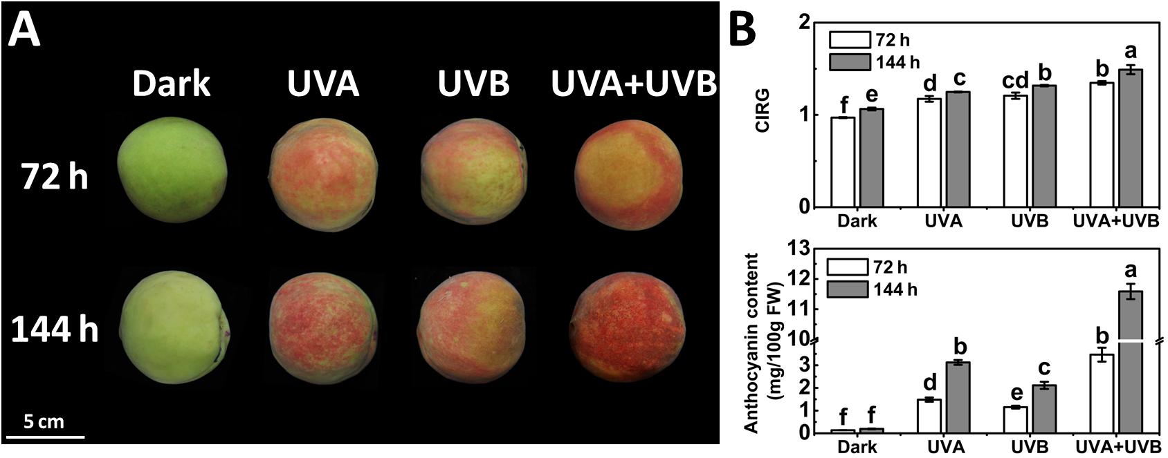 Frontiers | The Photomorphogenic Transcription Factor PpHY5