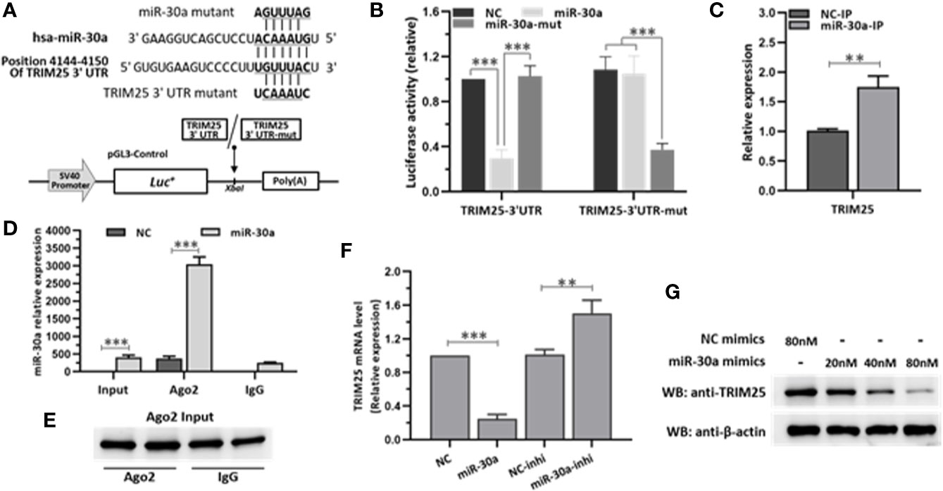 Frontiers | MicroRNA-30a Modulates Type I Interferon