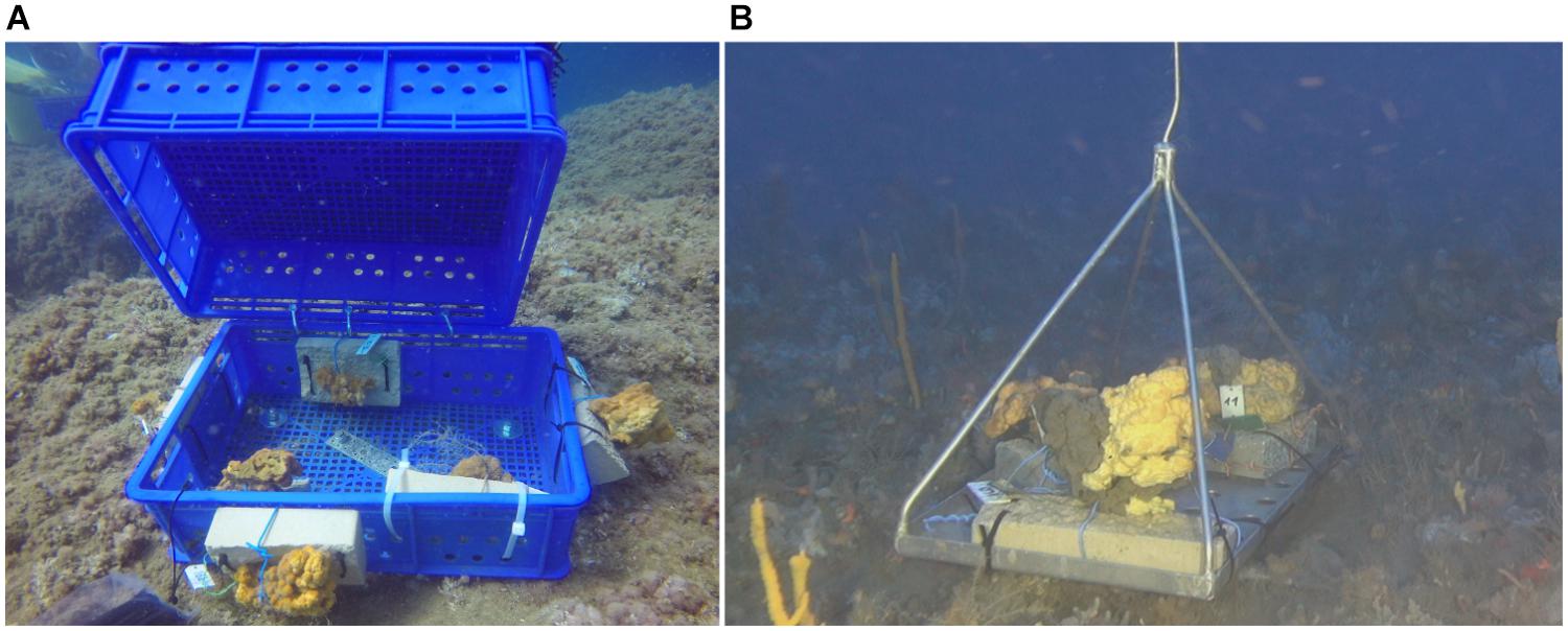 Sponges – Australian Antarctic Program