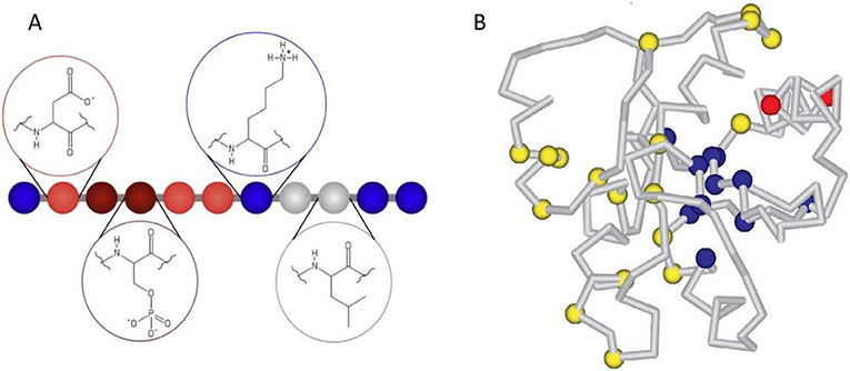 Figure 2 - The folding of proteins.