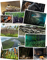 Mangroves on social media Mangroves on social media