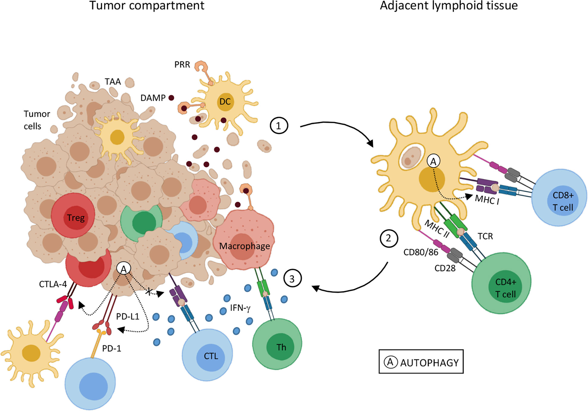 Full article: Interactions of Autophagy and the Immune System in Health and  Diseases