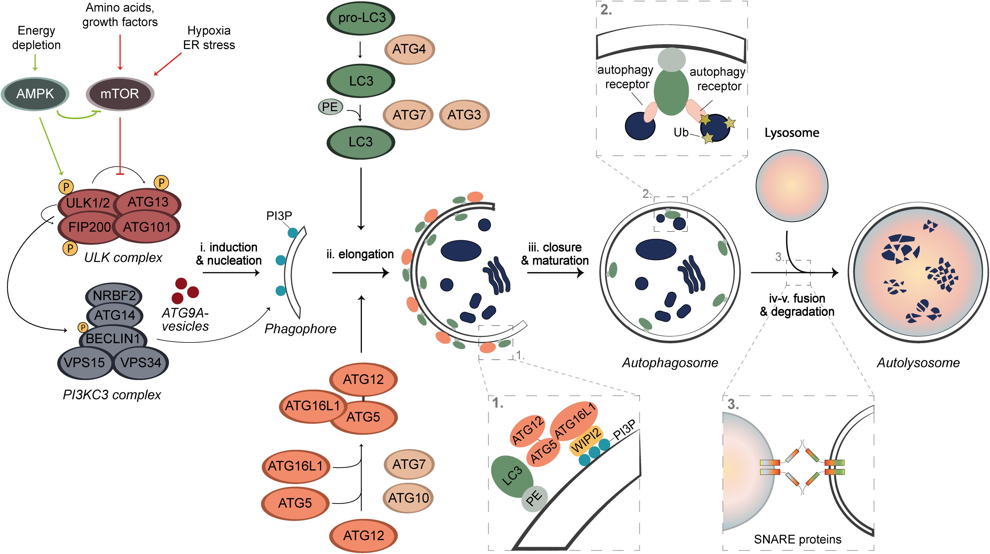 yeast mitophagy pathway protein turnover