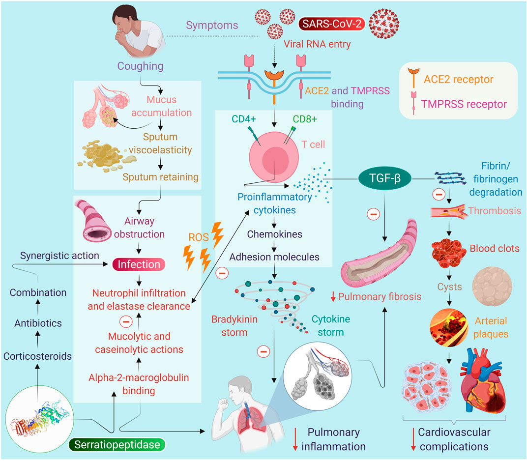 Frontiers  Serratiopeptidase, A Serine Protease AntiInflammatory