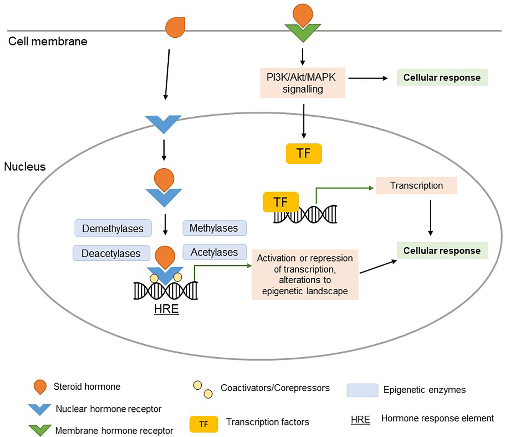 1776px x 1532px - Frontiers | Sexual Dimorphism in Innate Immunity: The Role of Sex Hormones  and Epigenetics